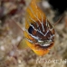 cardinalfish_coral_eoe_sim_h_0012_tha0114.jpg